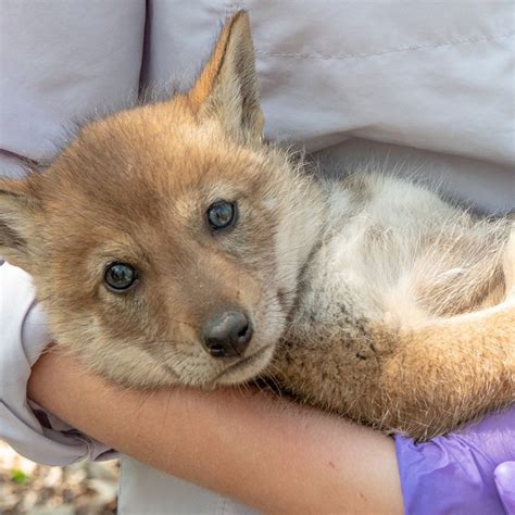 Track Extremely Cute Coyote Pups in the Cook County Forest Preserves | Urban Coyote Research