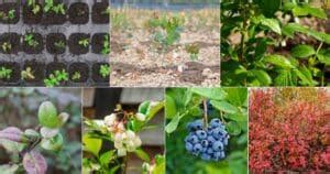 7 Blueberry Growth Stages (Blueberry Life Cycle)