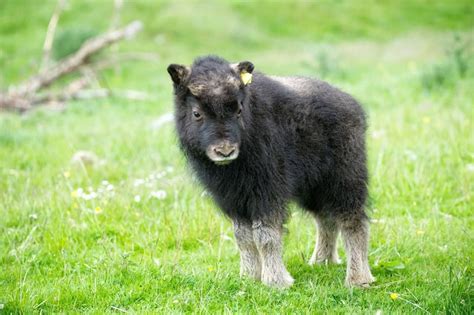 Musk-Ox Calf is a First for Highland Wildlife Park Highland Wildlife Park’s female Musk-ox ...