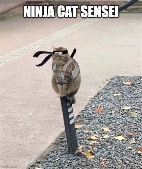 Ninja Cat Meme