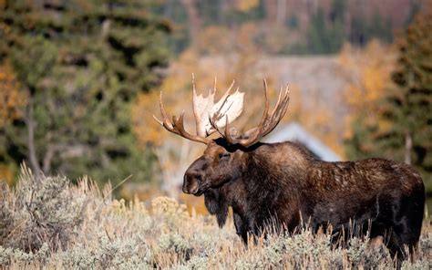 Are There Moose in Yellowstone?