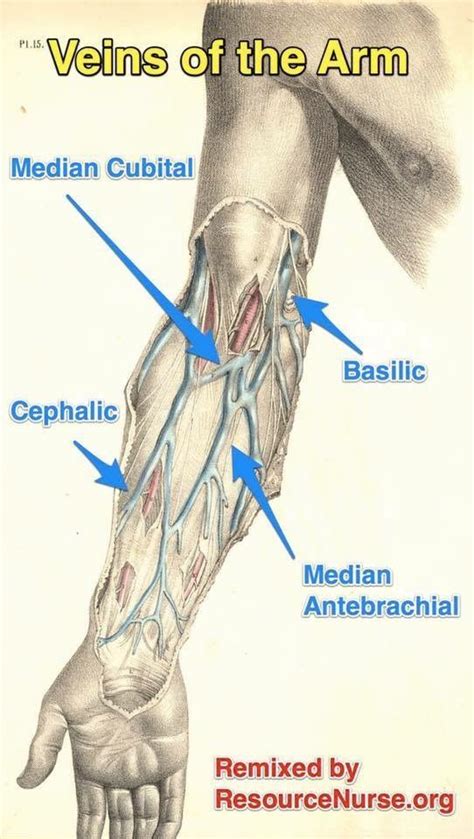 Pin en Anatomía Ortopédica