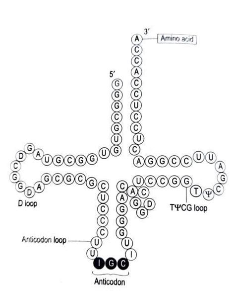 Anticodon- Definition, Principle, Functions, Examples