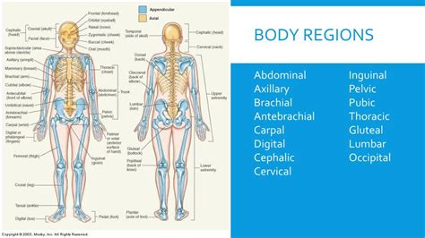 PPT - The Human Body: An Orientation PowerPoint Presentation, free download - ID:5592959