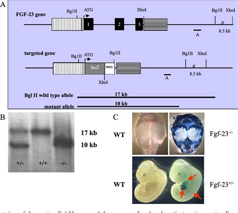 Autosomal dominant hypophosphatemic rickets | Semantic Scholar