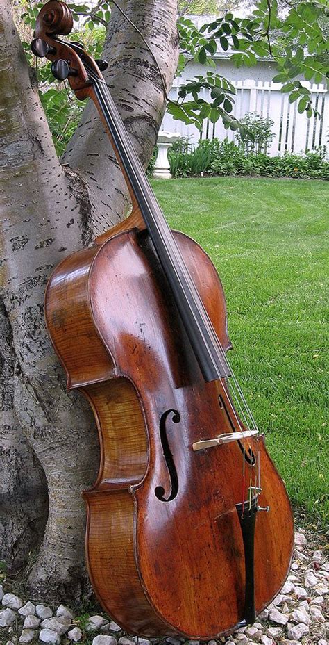 a cello leaning against a tree in the grass