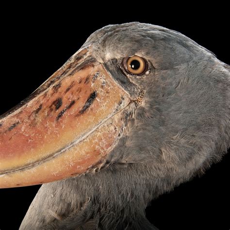 Shoebill, facts and photos