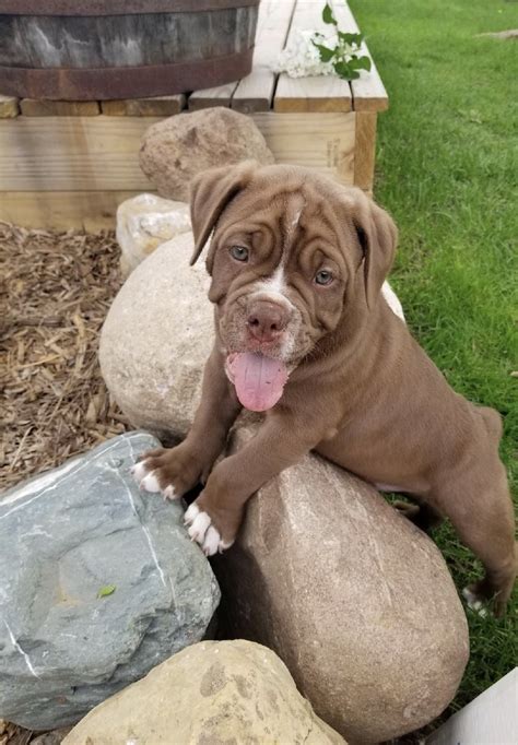 Snoopy - Old English Bulldog puppy for sale in Minneapolis, MN | VIP ...