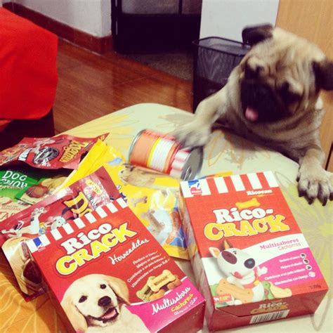 Pin by Eli Tejeda Mariaca on Pug | Dog food recipes, Food animals, Pugs