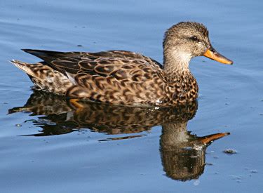 Gadwall - Photos, facts, and identification tips