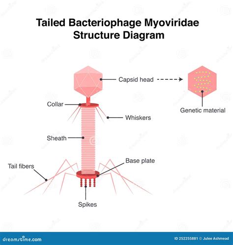 Bacteriophage Diagram Labeled