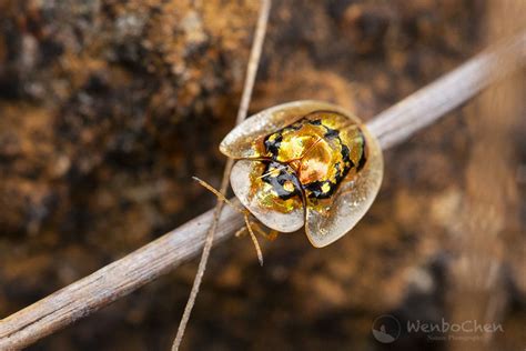 a yellow and black insect sitting on top of a wooden stick