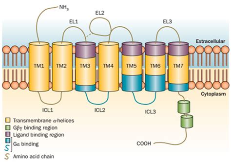 GPCR - Structure, Function and Challenges - LubioScience