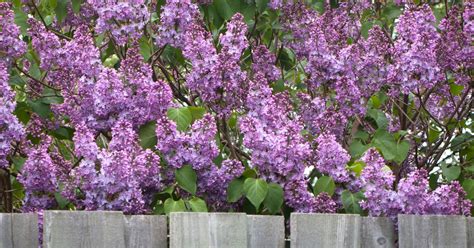 11 Tips For Pruning Your Lilacs This Season