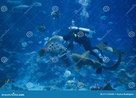 Diver fish feeding frenzy stock photo. Image of aquarium - 217123540