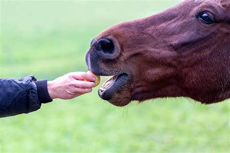 Best Horse Eating Apple Stock Photos, Pictures & Royalty-Free Images ...