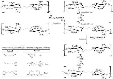 Simplified scheme of the cross-linking reaction of chitosan with... | Download Scientific Diagram