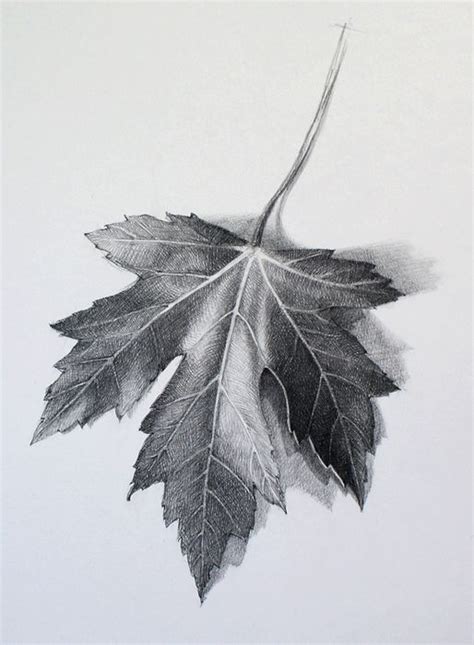 Value Drawing of Leaf - MS CHANG'S ART CLASSES