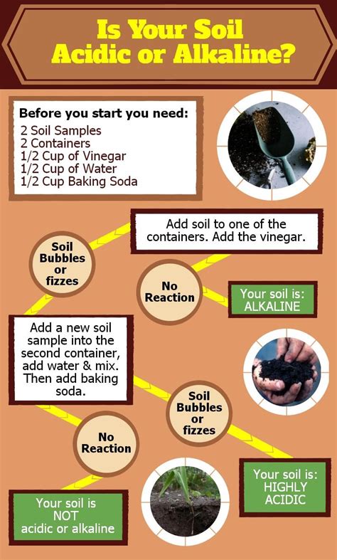 Is Your Soil Acidic or Alkaline?