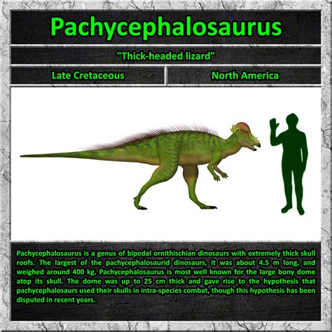 Pachycephalosaurus Size