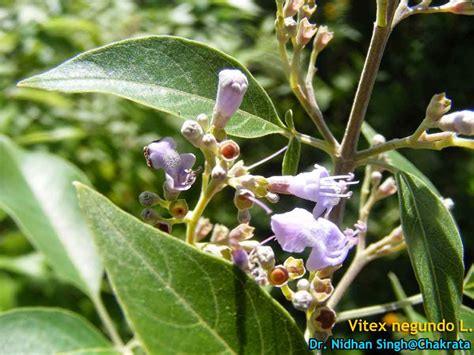 Medicinal Plants: Vitex negundo, Muguet bleu, Nirgundi, Nochhi, Vavili, Nika