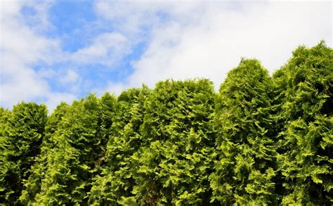 What You Need To Know About The Emerald Green Arborvitae - Home design