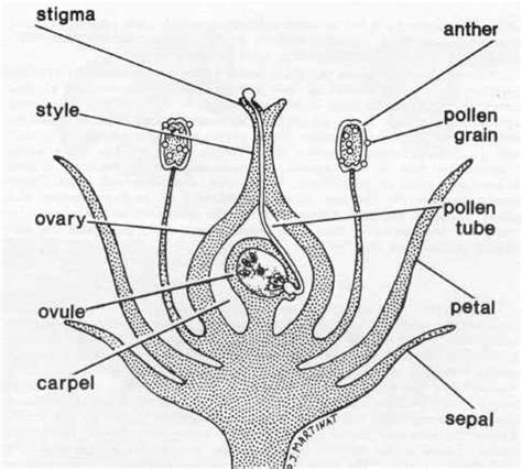 Bee Pollination Diagram | The Life of Bee