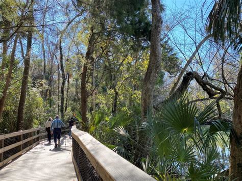 Manatees In Florida Year Round - Homosassa Springs Wildlife Park