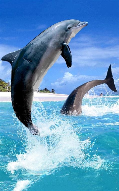 Dolphin Live for Android, jumping out the screen HD phone wallpaper ...