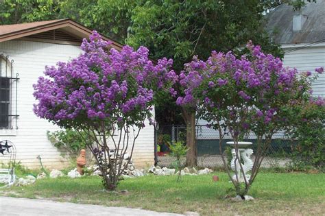 How to Grow a Crape Myrtle in San Diego