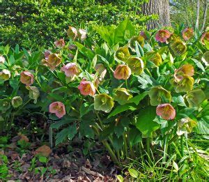 Lenten Rose, Helleborus ×hybridus – Wisconsin Horticulture