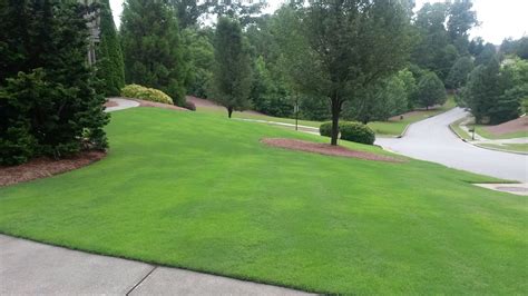 Bermudagrass – Common Type Invading Sodded Type | Walter Reeves: The ...