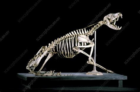 19th century fox skeleton - Stock Image - C004/2165 - Science Photo Library