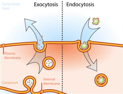 Vesicular transport of Macromolecules across the cell membrane, Endocytosis & Exocytosis ...