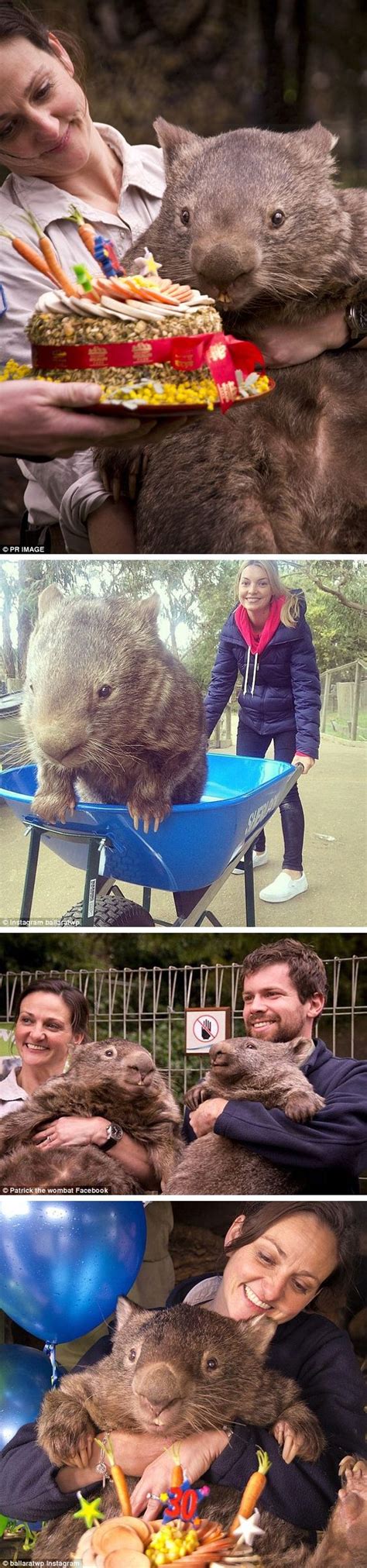 Patrick the world's oldest wombat celebrates his 30th birthday | 30th birthday, Birthdays and Pets