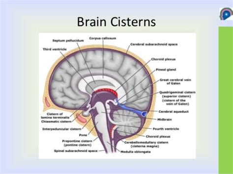 basal cistern anatomy