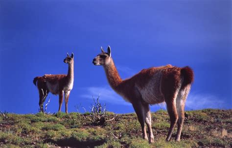 Photo Prints Wall Art - Guanacos, Torres del Paine National Park ...