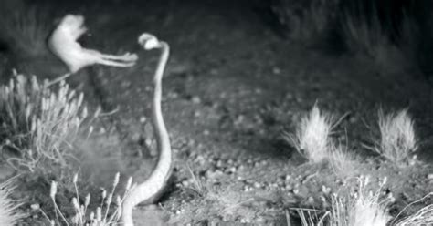 Kangaroo Rat Thwarts Rattlesnake Attack In Jaw-Dropping Fight Sequence | HuffPost