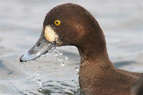 Greater Scaup female Duck Identification, Bird Pictures, Finned ...