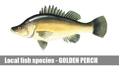 Yellowbelly Fishing Guide Victoria | Golden Perch information