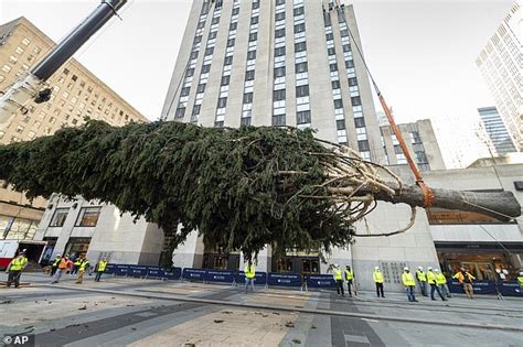 Badly malnourished baby owl discovered in Rockefeller Christmas tree ...