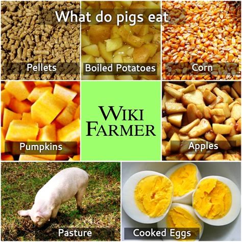 How to feed Pigs - Wikifarmer