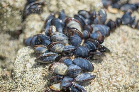 Fresh mussels by the sea - Stock Photo - Dissolve