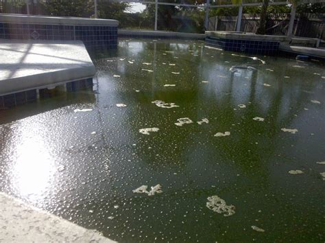 Swimming Pool Tips: How to eliminate Green ALgae in your Swimming Pool