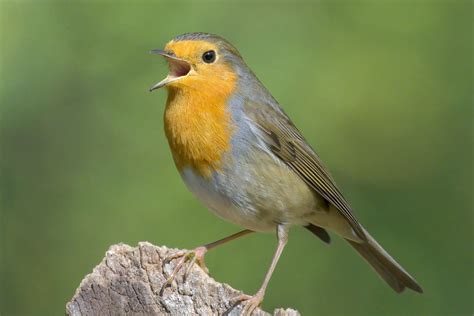 Il canto degli uccelli e il birdwatching fanno bene alla salute