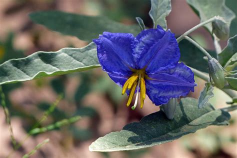 Silverleaf Nightshade Photograph by Randall Ingalls - Fine Art America