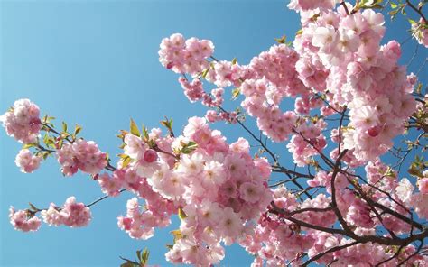 🔥 [75+] Sakura Wallpapers | WallpaperSafari