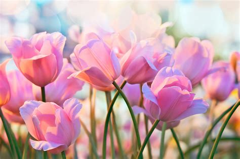 Où planter vos bulbes de tulipes ? - Conseil Jardin Willemse