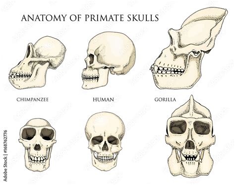 Human and chimpanzee, gorilla. biology and anatomy illustration ...