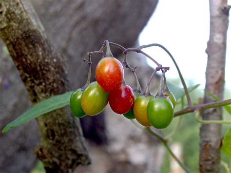 Solanum dulcamara